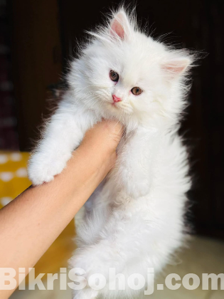 Traditional Persian kitten